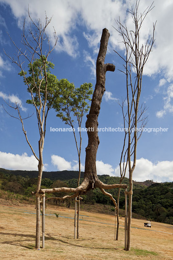 giuseppe penone: elevazione - inhotim GIUSEPPE PENONE