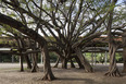 ibirapuera several authors