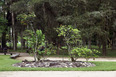 parque da cidade roberto burle marx burle marx