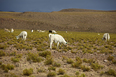 salar do uyuni 